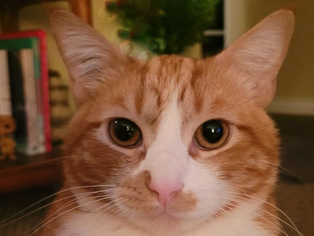   Christine Van Tol se kat, Milo.